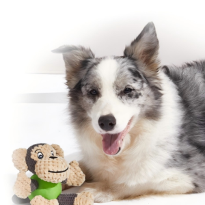 Dog companion toy
